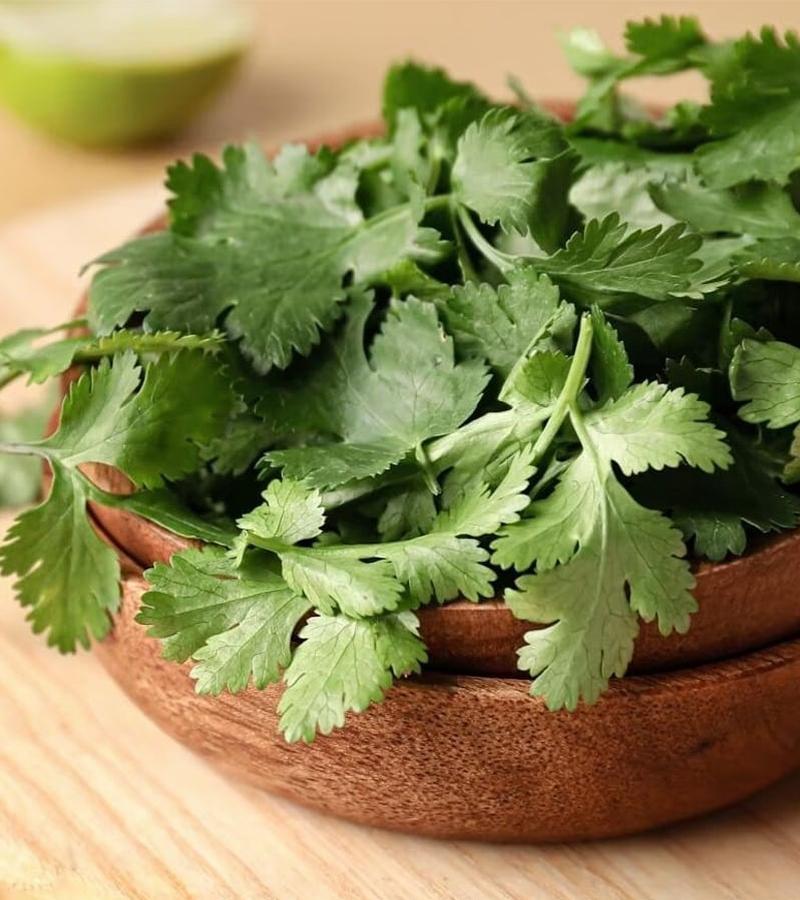 Coriander Leaves