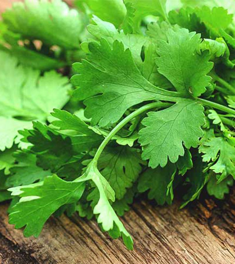 Coriander Leaves
