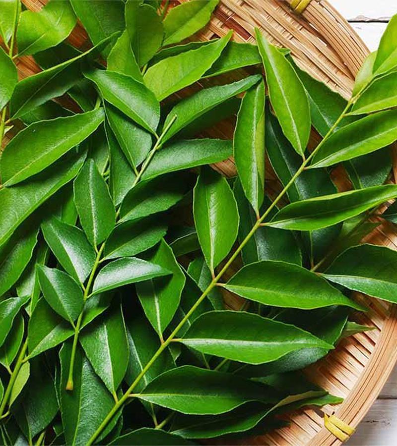 Curry Leaves